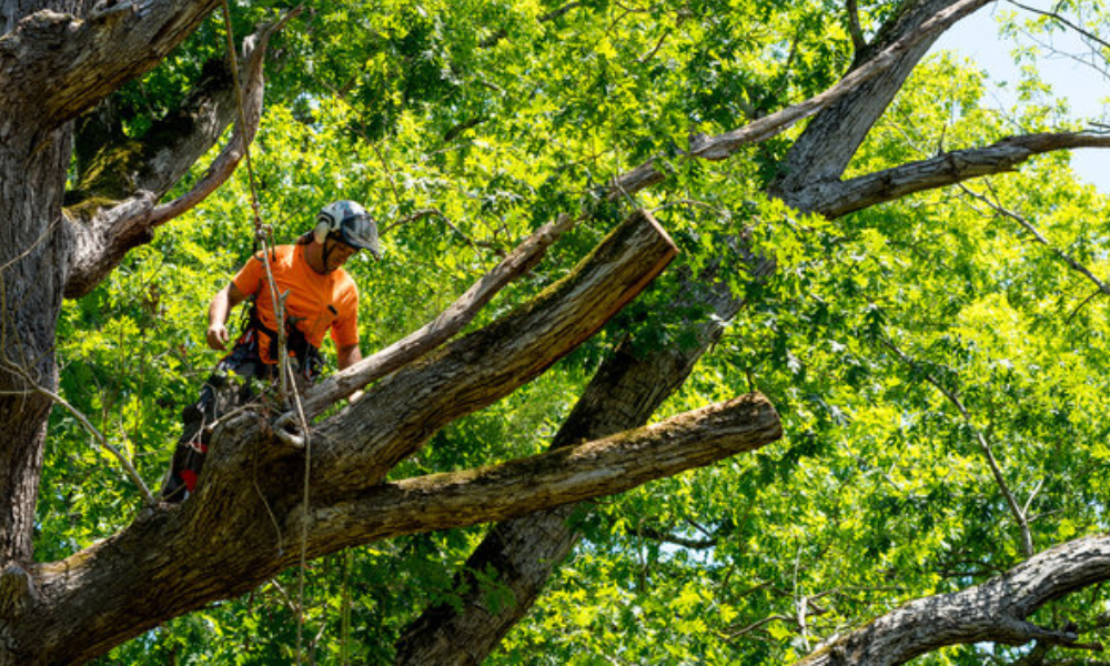 San Francisco homeowner fined after pruning trees to meet insurance condition